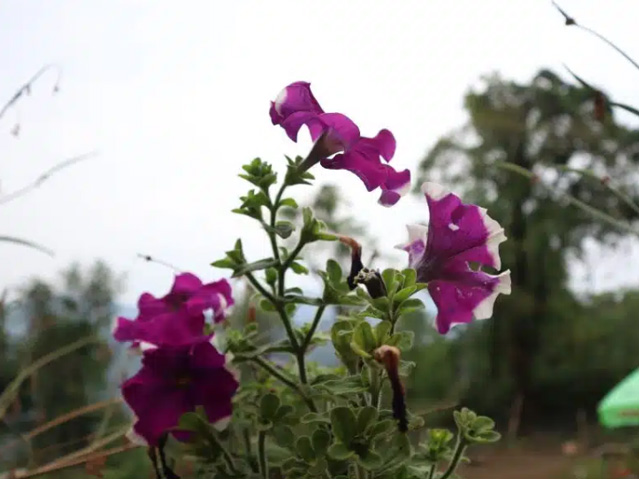 Orchids at Jhandi Homestay at Jhandi dara at West Bengal for Kanchenjunga view homestay